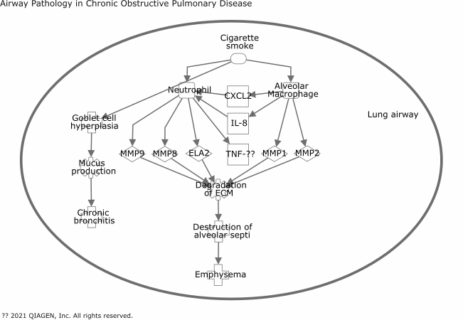 Airway Pathology in Chronic Obstructive Pulmonary Disease