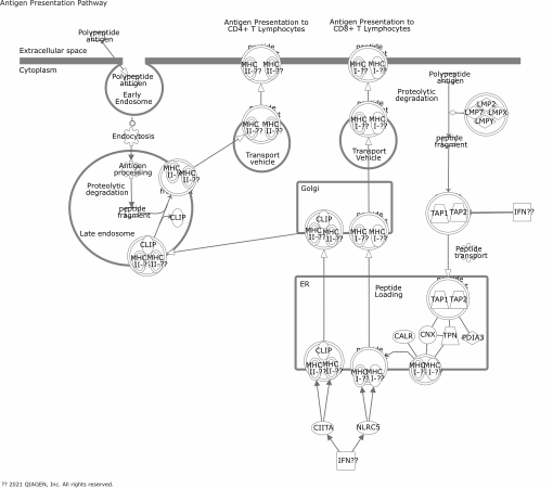 Antigen Presentation Pathway