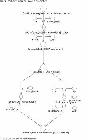 Biotin-carboxyl Carrier Protein Assembly