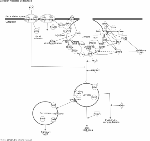 Caveolar-mediated Endocytosis Signaling