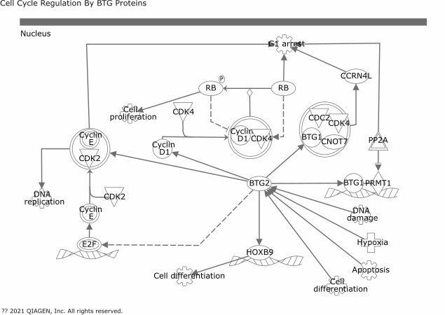Cell Cycle Regulation by BTG Family Proteins