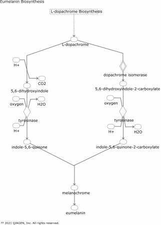 Eumelanin Biosynthesis