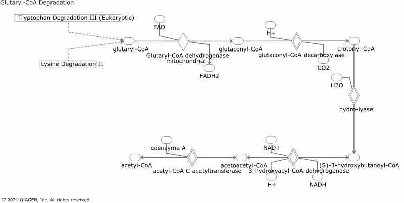 Glutaryl-CoA Degradation