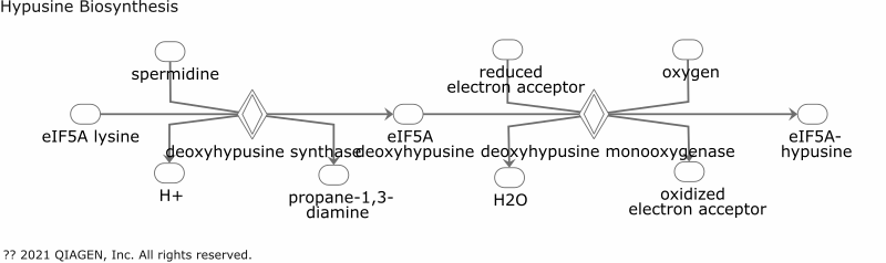Hypusine Biosynthesis