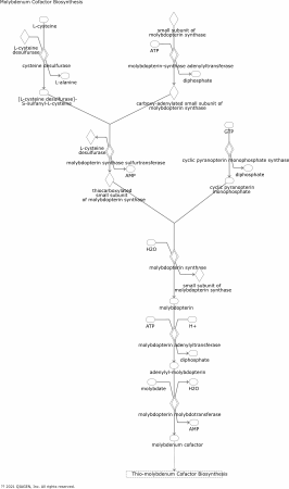 Molybdenum Cofactor Biosynthesis