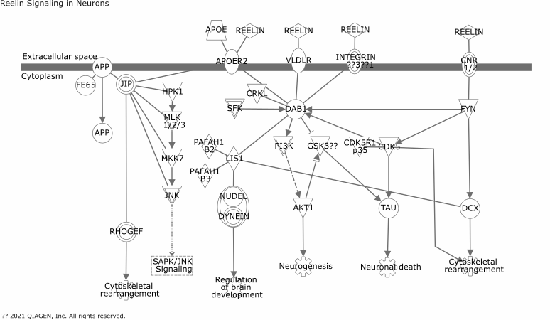 Reelin Signaling in Neurons
