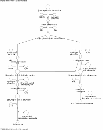 Thyroid Hormone Biosynthesis